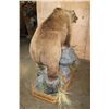 Image 11 : XXL Life-sized BROWN BEAR or GRIZZLY BEAR on a Decorative Rock Base with Wheels
