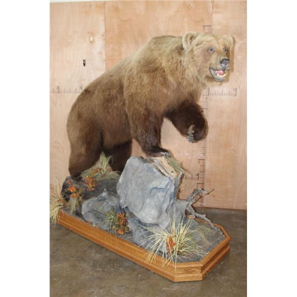 XXL Life-sized BROWN BEAR or GRIZZLY BEAR on a Decorative Rock Base with Wheels