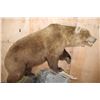 Image 4 : XXL Life-sized BROWN BEAR or GRIZZLY BEAR on a Decorative Rock Base with Wheels