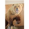 Image 6 : XXL Life-sized BROWN BEAR or GRIZZLY BEAR on a Decorative Rock Base with Wheels