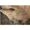 Image 9 : XXL Life-sized BROWN BEAR or GRIZZLY BEAR on a Decorative Rock Base with Wheels