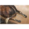 Image 11 : XXL Life-sized "Bucking" BULL on a Custom Metal Stand