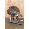 Image 13 : XXL Life-sized "Bucking" BULL on a Custom Metal Stand