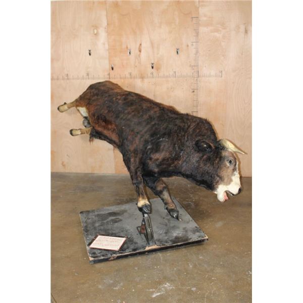 XXL Life-sized "Bucking" BULL on a Custom Metal Stand