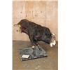 Image 1 : XXL Life-sized "Bucking" BULL on a Custom Metal Stand