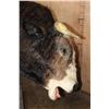 Image 4 : XXL Life-sized "Bucking" BULL on a Custom Metal Stand