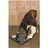 Image 5 : XXL Life-sized "Bucking" BULL on a Custom Metal Stand