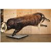 Image 8 : XXL Life-sized "Bucking" BULL on a Custom Metal Stand