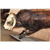 Image 9 : XXL Life-sized "Bucking" BULL on a Custom Metal Stand