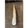 Image 8 : Reproduction NARWHAL Tusk with a Wood Stand