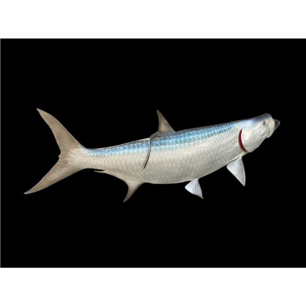 *New* MONSTER Sized Reproduction TARPON Fish Taxidermy Mount