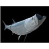 Image 2 : *New* MONSTER Sized Reproduction TARPON Fish Taxidermy Mount
