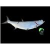 Image 3 : *New* MONSTER Sized Reproduction TARPON Fish Taxidermy Mount