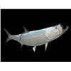 Image 4 : *New* MONSTER Sized Reproduction TARPON Fish Taxidermy Mount