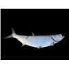 Image 5 : *New* MONSTER Sized Reproduction TARPON Fish Taxidermy Mount