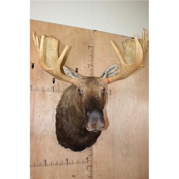 Big 20-Point MOOSE Shoulder Mount