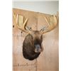 Image 1 : Big 20-Point MOOSE Shoulder Mount