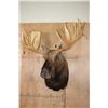 Image 2 : Big 20-Point MOOSE Shoulder Mount