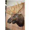 Image 3 : Big 20-Point MOOSE Shoulder Mount