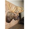Image 4 : Big 20-Point MOOSE Shoulder Mount