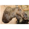 Image 5 : Big 20-Point MOOSE Shoulder Mount