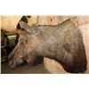 Image 6 : Big 20-Point MOOSE Shoulder Mount