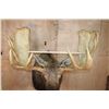 Image 7 : Big 20-Point MOOSE Shoulder Mount
