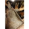 Image 8 : Big 20-Point MOOSE Shoulder Mount