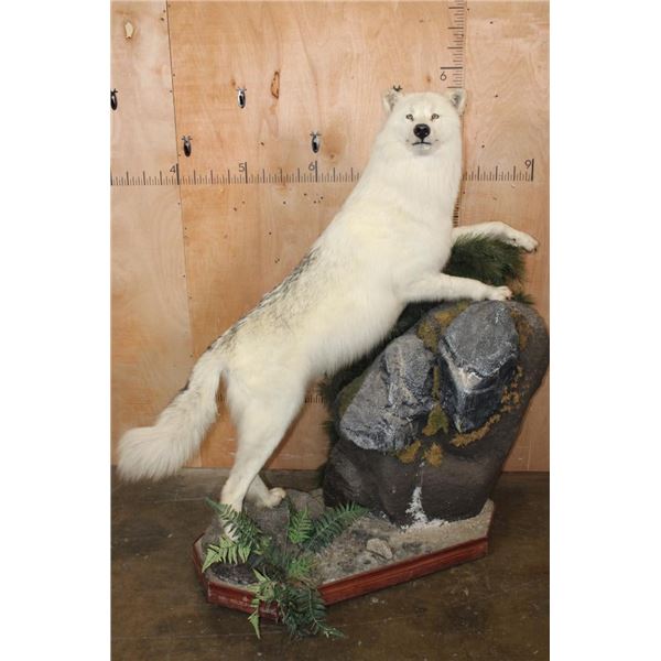 Big ARCTIC WOLF on a Decorative Rock Base with Wheels