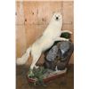 Image 1 : Big ARCTIC WOLF on a Decorative Rock Base with Wheels