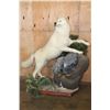 Image 2 : Big ARCTIC WOLF on a Decorative Rock Base with Wheels