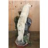 Image 4 : Big ARCTIC WOLF on a Decorative Rock Base with Wheels