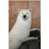 Image 5 : Big ARCTIC WOLF on a Decorative Rock Base with Wheels