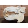 Image 10 : *Real Ivory Tusk* XL HIPPOPOTAMUS Skull Mounted on a Wood Plaque