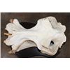 Image 11 : *Real Ivory Tusk* XL HIPPOPOTAMUS Skull Mounted on a Wood Plaque