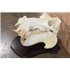 Image 1 : *Real Ivory Tusk* XL HIPPOPOTAMUS Skull Mounted on a Wood Plaque