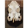 Image 2 : *Real Ivory Tusk* XL HIPPOPOTAMUS Skull Mounted on a Wood Plaque