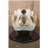 Image 3 : *Real Ivory Tusk* XL HIPPOPOTAMUS Skull Mounted on a Wood Plaque