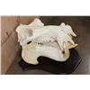 Image 5 : *Real Ivory Tusk* XL HIPPOPOTAMUS Skull Mounted on a Wood Plaque