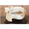 Image 6 : *Real Ivory Tusk* XL HIPPOPOTAMUS Skull Mounted on a Wood Plaque