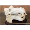 Image 7 : *Real Ivory Tusk* XL HIPPOPOTAMUS Skull Mounted on a Wood Plaque