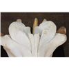 Image 8 : *Real Ivory Tusk* XL HIPPOPOTAMUS Skull Mounted on a Wood Plaque