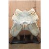 Image 9 : *Real Ivory Tusk* XL HIPPOPOTAMUS Skull Mounted on a Wood Plaque