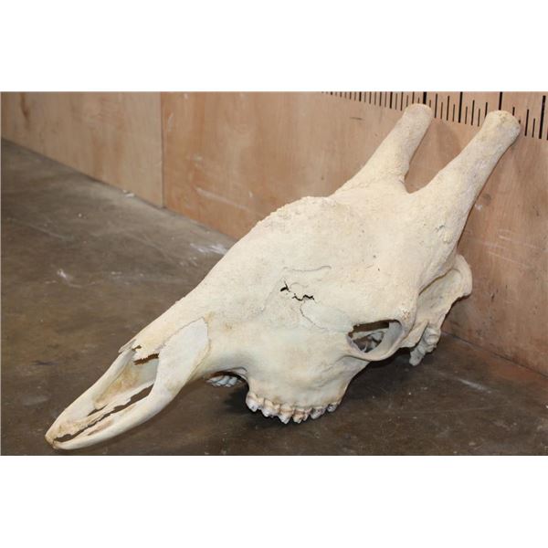 XL GIRAFFE (Upper) Skull with All its Teeth