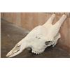Image 1 : XL GIRAFFE (Upper) Skull with All its Teeth
