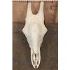 Image 2 : XL GIRAFFE (Upper) Skull with All its Teeth