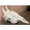 Image 3 : XL GIRAFFE (Upper) Skull with All its Teeth