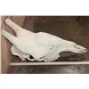Image 4 : XL GIRAFFE (Upper) Skull with All its Teeth