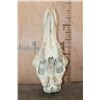 Image 6 : XL GIRAFFE (Upper) Skull with All its Teeth