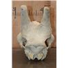 Image 7 : XL GIRAFFE (Upper) Skull with All its Teeth